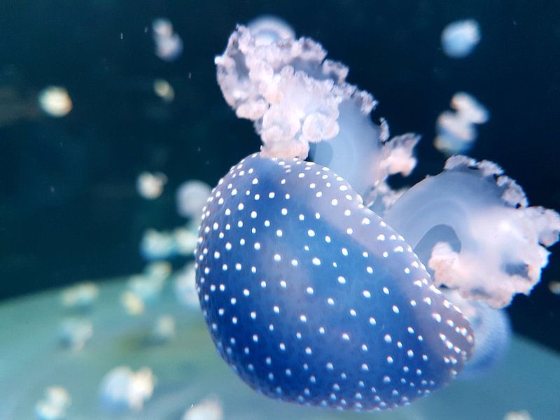 Een mooie blauwe kwal dook op tijdens het duiken. A Beautiful blue jellyfish appeared while Diving. by Jeffrey Glas
