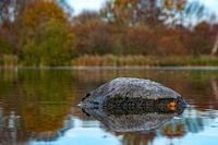 Stone