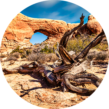 Ramen met dode boomstam in Arches National Park in Utah USA van Dieter Walther