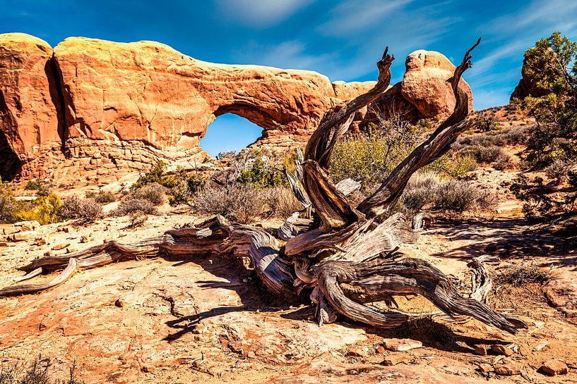 Fenêtre avec tronc d'arbre mort dans le parc national d'Arches en Utah (États-Unis) par Dieter Walther