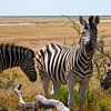 Wachsam in der Weite – Steppenzebras im Etosha Nationalpark von WeltReisender Magazin
