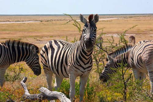 Vigilants dans l'immensité - les zèbres des steppes du parc national d'Etosha