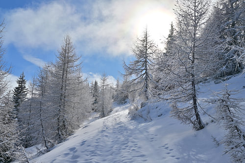 A snow-covered path winds through a wintry forest bathed in sunshine. Lachtal, Styria, Austria