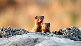 Dwarf mongooses on a termite heap by Jeffrey Schaefer
