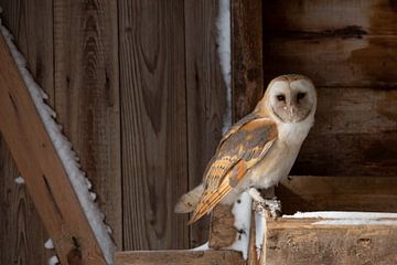 Kerkuil, Barn owl van Aukje Ploeg
