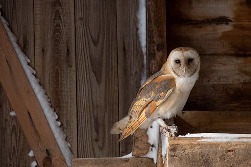Kerkuil, Barn owl