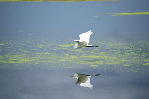 Een witte reiger en zijn spiegelbeeld