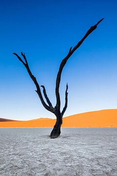 Versteende acaciaboom in Dodevlei / Deadvlei nabij de Sossusvlei, Namibië van Martijn Smeets