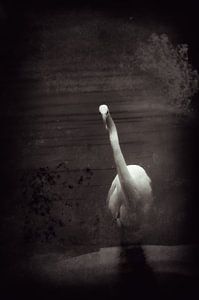 Heron noir look