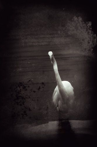 Heron noir look