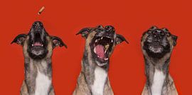 Fröhlicher Hund von Patrick Reymer