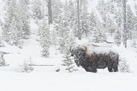 Amerikanischer Bison ( Bison bison ) im Schneetreiben