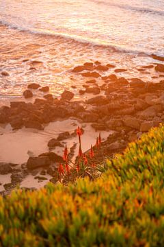 Rote Aloe Vera Blüte zum Sonnenuntergang