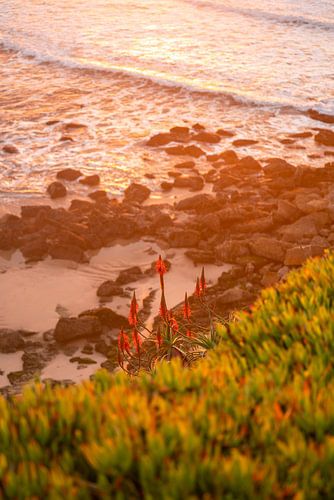 Red Aloe Vera Flower at Sunset
