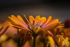Orange by Paquita Six