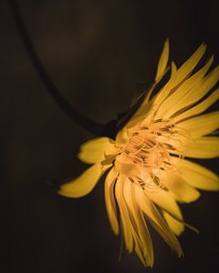 Yellow flower dark & moody van Sandra Hazes