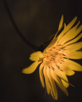 Yellow flower dark & moody van Sandra Hazes