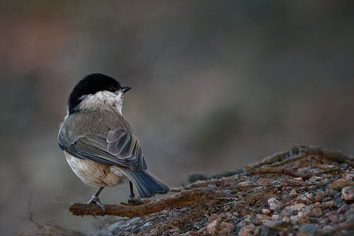 Entre racine et étendue - la mésange des marais