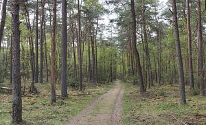Ein Feldweg durch den Wald