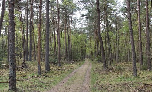 Un chemin de terre à travers la forêt