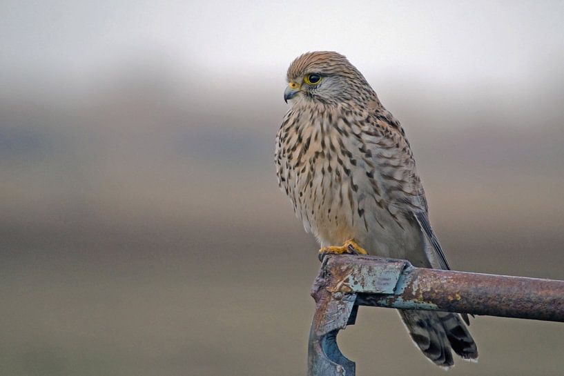 Turmfalke auf einem Zaun im Polder von Petra Vastenburg