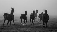 Horses in the fog