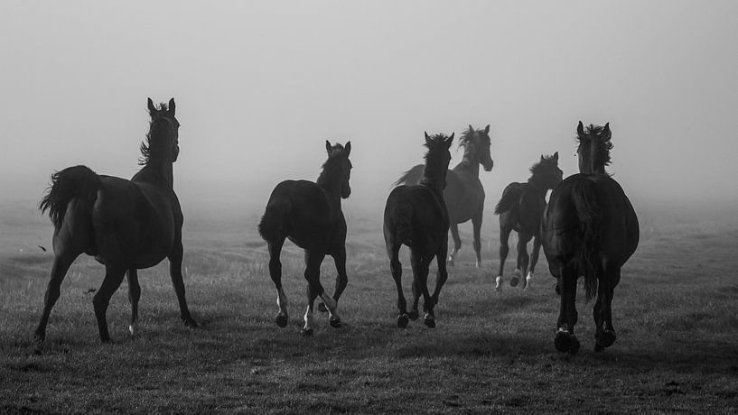 Pferde im Nebel von André Hamerpagt