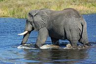 Elefant im Wasser von ManSch Miniaturansicht