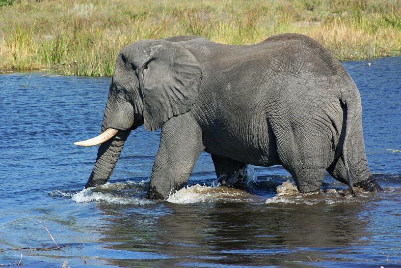 Elefant im Wasser par ManSch