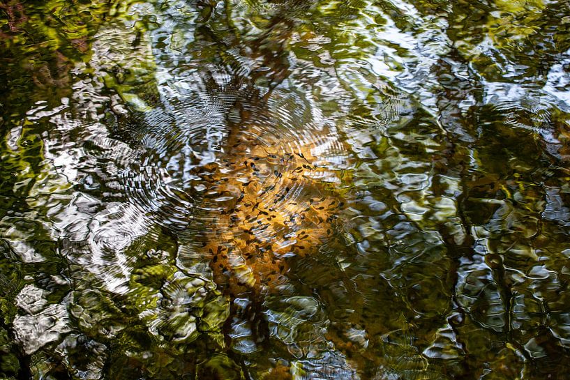 Wasser bringt Leben, enthält Leben und gibt ein lebendiges Bild. von Betty van Engelen