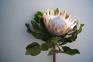 Protea 2 van Carla Mesken-Dijkhoff