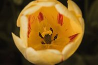 Een tulp close-up von Stedom Fotografie Miniaturansicht