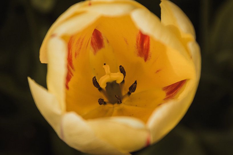 Een tulp close-up von Stedom Fotografie