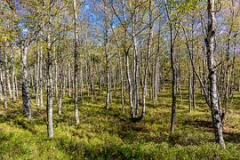 Unterwegs im Nationalpark Rhön von Oliver Hlavaty