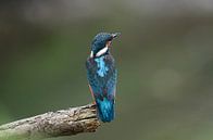 Ijsvogel, Kingfisher van Ron Westbroek thumbnail