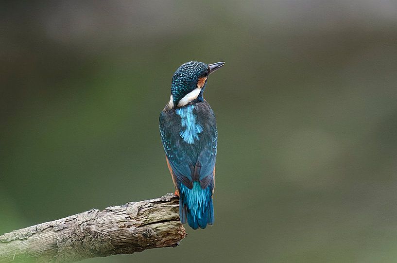 Ijsvogel, Kingfisher van Ron Westbroek
