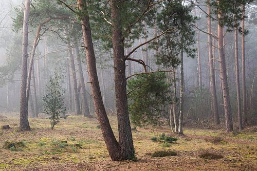 Den in de mist, Utrechtse Heuvelrug, Nederland