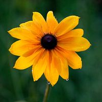 zonnebloem