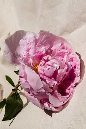 Pioenroos op stof closeup