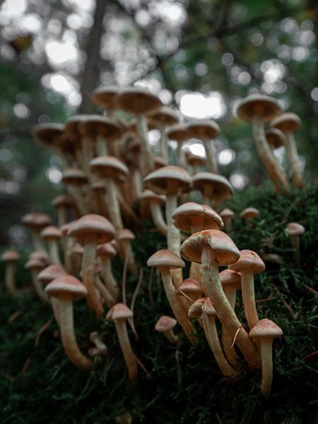 le village des champignons par Roy Kreeftenberg