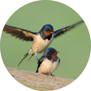 Boerenzwaluwen ( Hirundo rustica ) het hof maken, paren, paar, wilde dieren, Europa. van wunderbare Erde