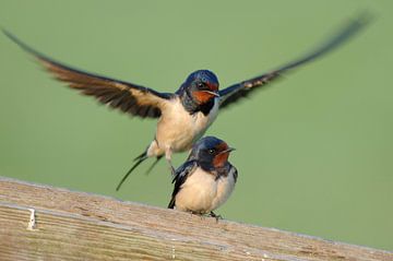Barn Swallows ( Hirundo rustica ) , pair, couple, mating on a wooden fence in front of a clean natur by wunderbare Erde
