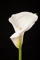 Witte Calla