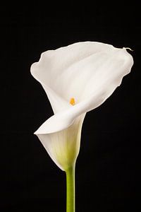 Weiße Calla von Ramona Stravers