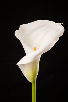 Weiße Calla