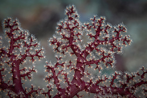 Soft coral @ Komodo, Indonesia