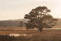 Coucher de soleil sur le Leersumse Veld