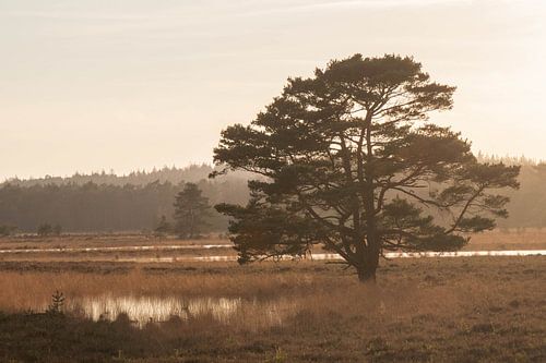 Sonnenuntergang auf dem Leersumse Veld