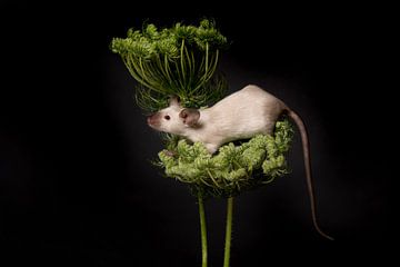 Maus auf wilder Karotte von Elles Rijsdijk