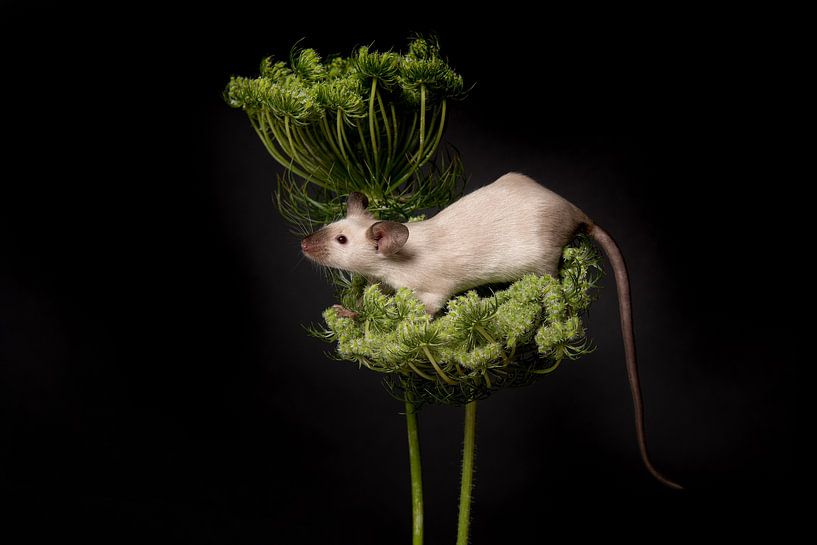 Mouse on wild carrot by Elles Rijsdijk